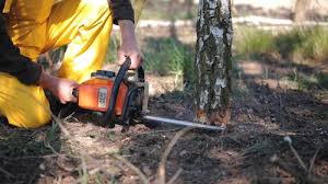 Best Lawn Disease Treatment  in Bethalto, IL