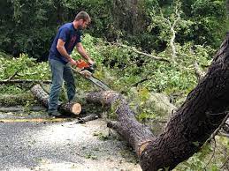 Best Tree Cabling and Bracing  in Bethalto, IL