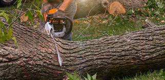 Best Root Management and Removal  in Bethalto, IL
