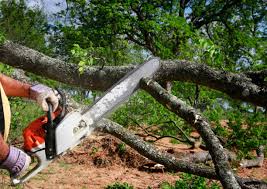 Best Leaf Removal  in Bethalto, IL