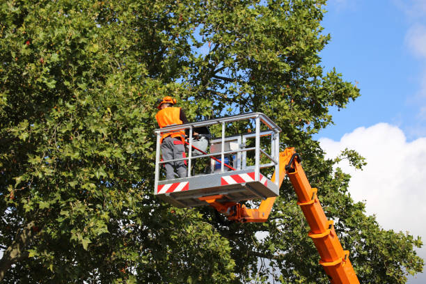 Best Grass Overseeding  in Bethalto, IL