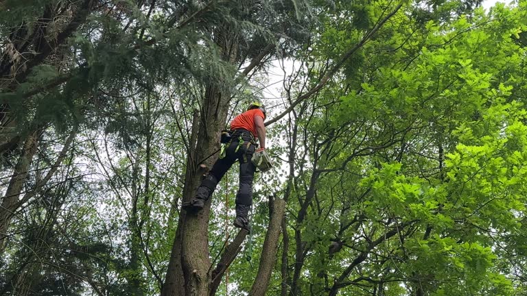 Best Tree Health Inspection  in Bethalto, IL