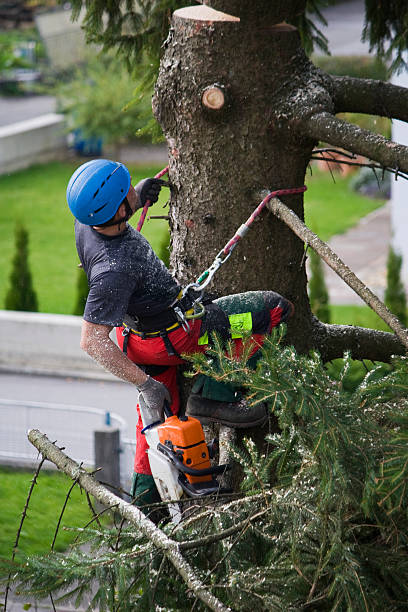 Best Fruit Tree Pruning  in Bethalto, IL