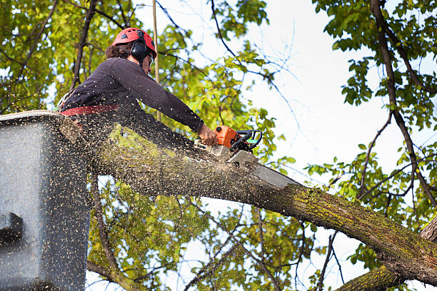 Best Pest Control for Lawns  in Bethalto, IL