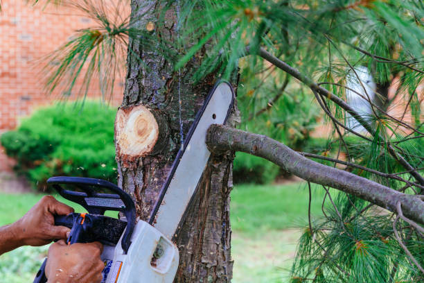 Reliable Bethalto, IL Tree Services Solutions